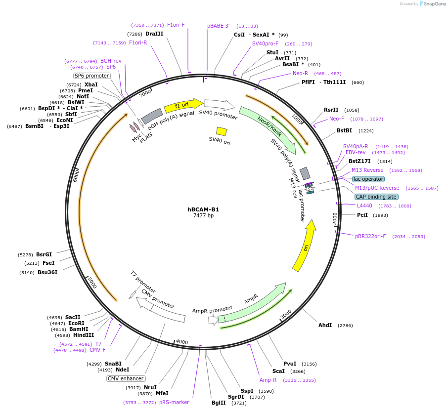 203313-plasmid-map-sequence-id-400838
