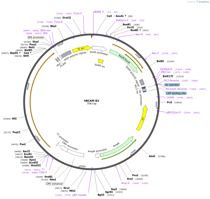 203314-plasmid-map-sequence-id-400840