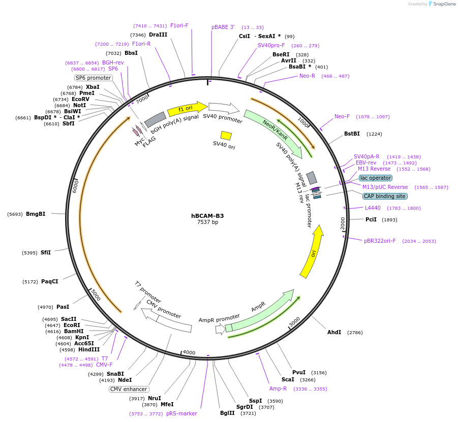 203315-plasmid-map-sequence-id-400864
