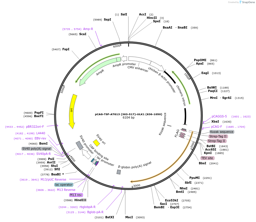 203547-plasmid-map-sequence-id-400865