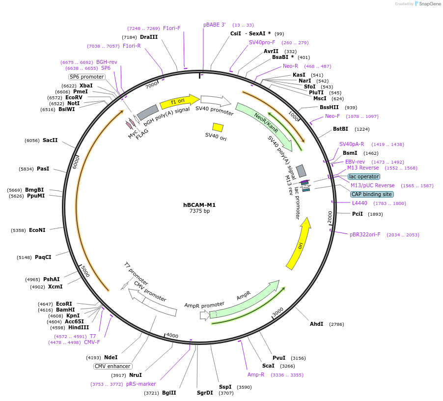 203317-plasmid-map-sequence-id-400877