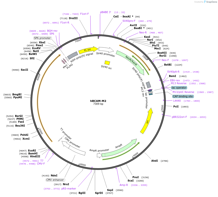 203318-plasmid-map-sequence-id-400882