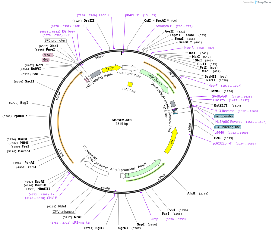 203319-plasmid-map-sequence-id-400884