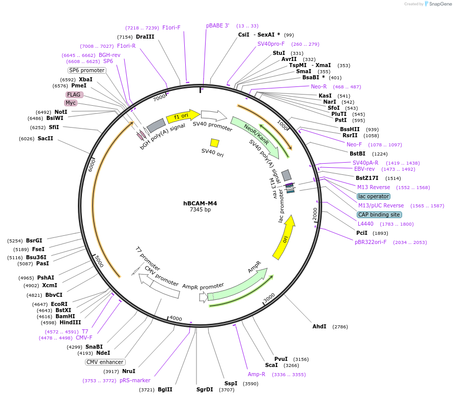 203320-plasmid-map-sequence-id-400887