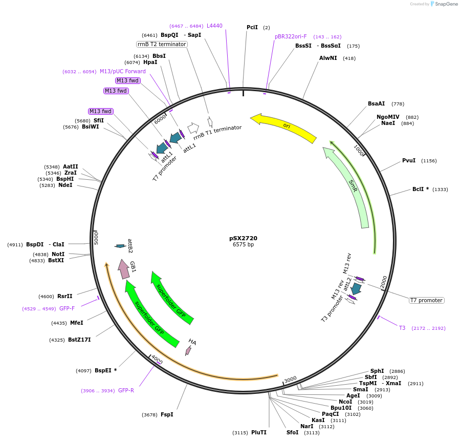 200764-plasmid-map-sequence-id-400888