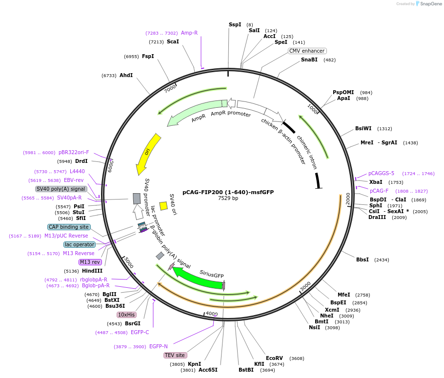 203546-plasmid-map-sequence-id-400890