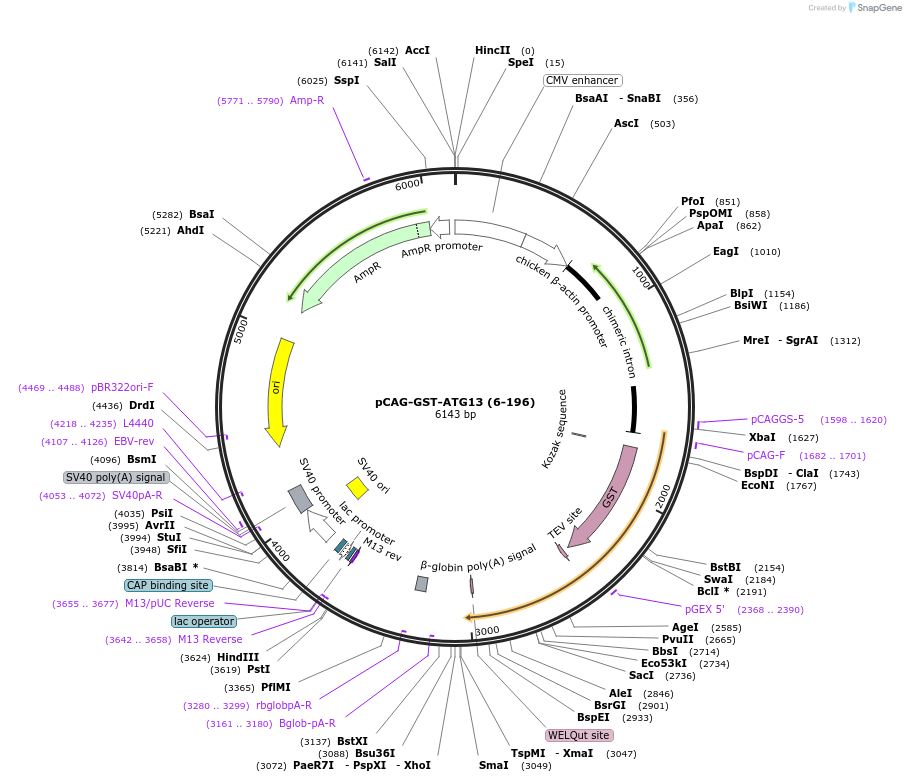 203559-plasmid-map-sequence-id-400891