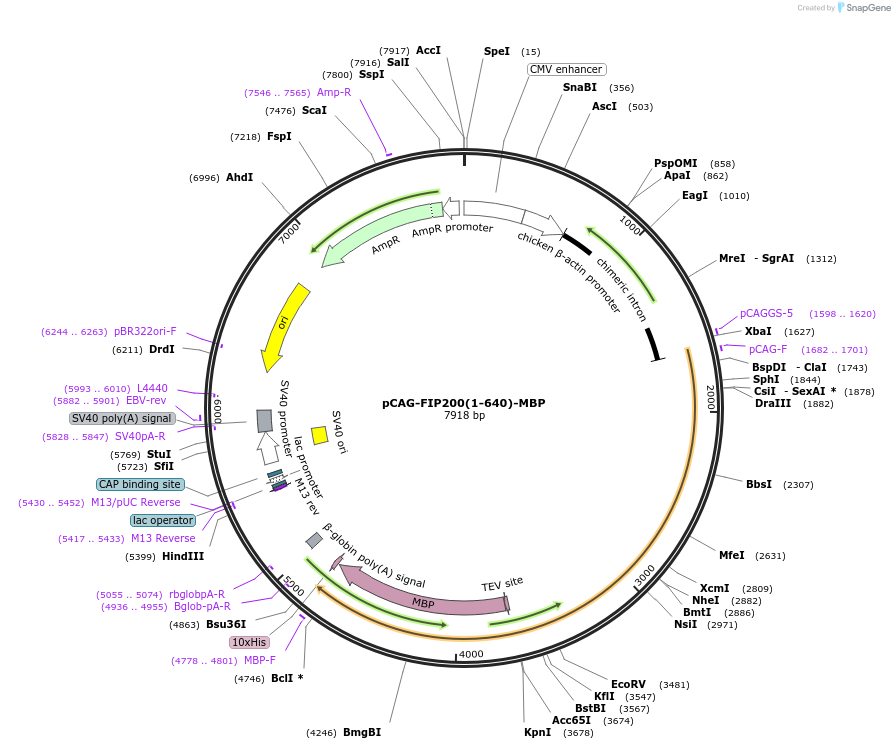 203543-plasmid-map-sequence-id-400892