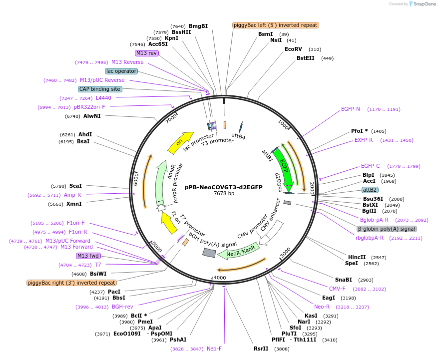201446-plasmid-map-sequence-id-400925