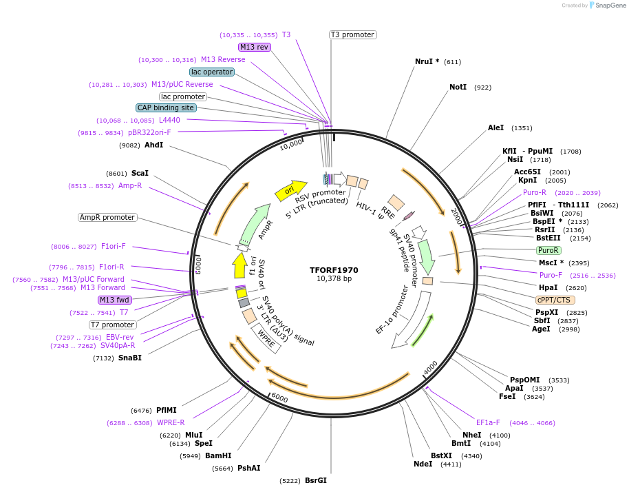 144119-plasmid-map-sequence-id-400932