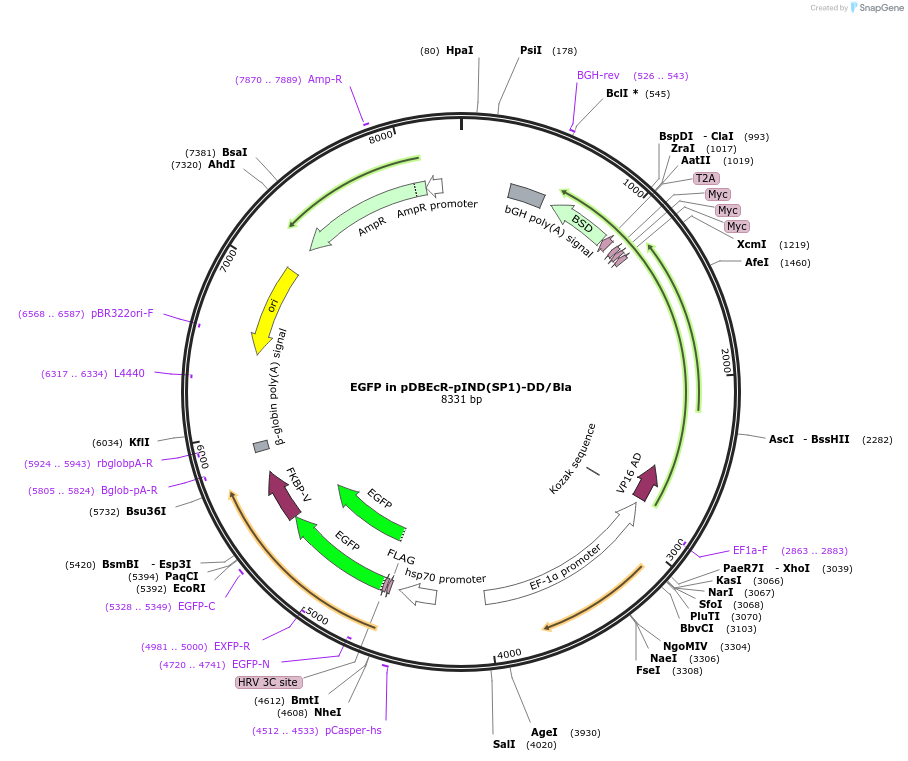 201559-plasmid-map-sequence-id-400941