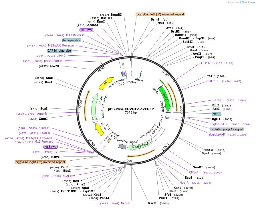 201448-plasmid-map-sequence-id-400945