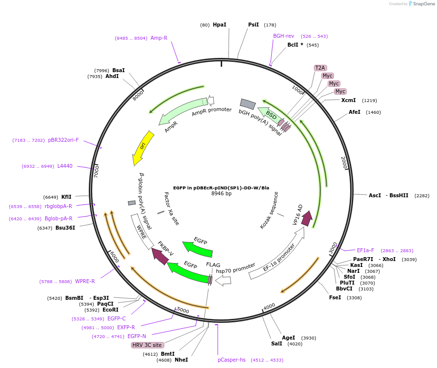 201560-plasmid-map-sequence-id-400950