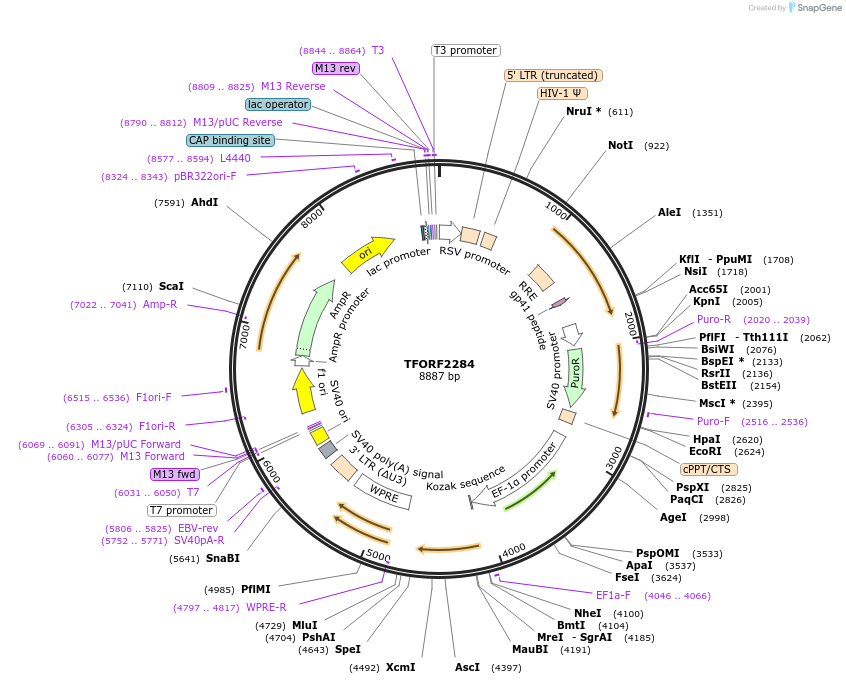 142401-plasmid-map-sequence-id-400959