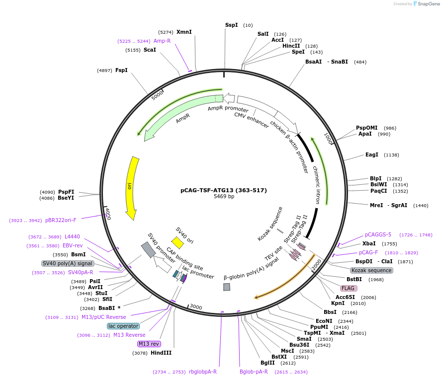 203550-plasmid-map-sequence-id-400961