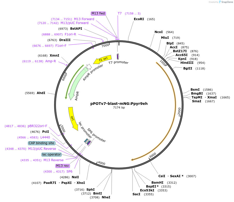 201441-plasmid-map-sequence-id-400978
