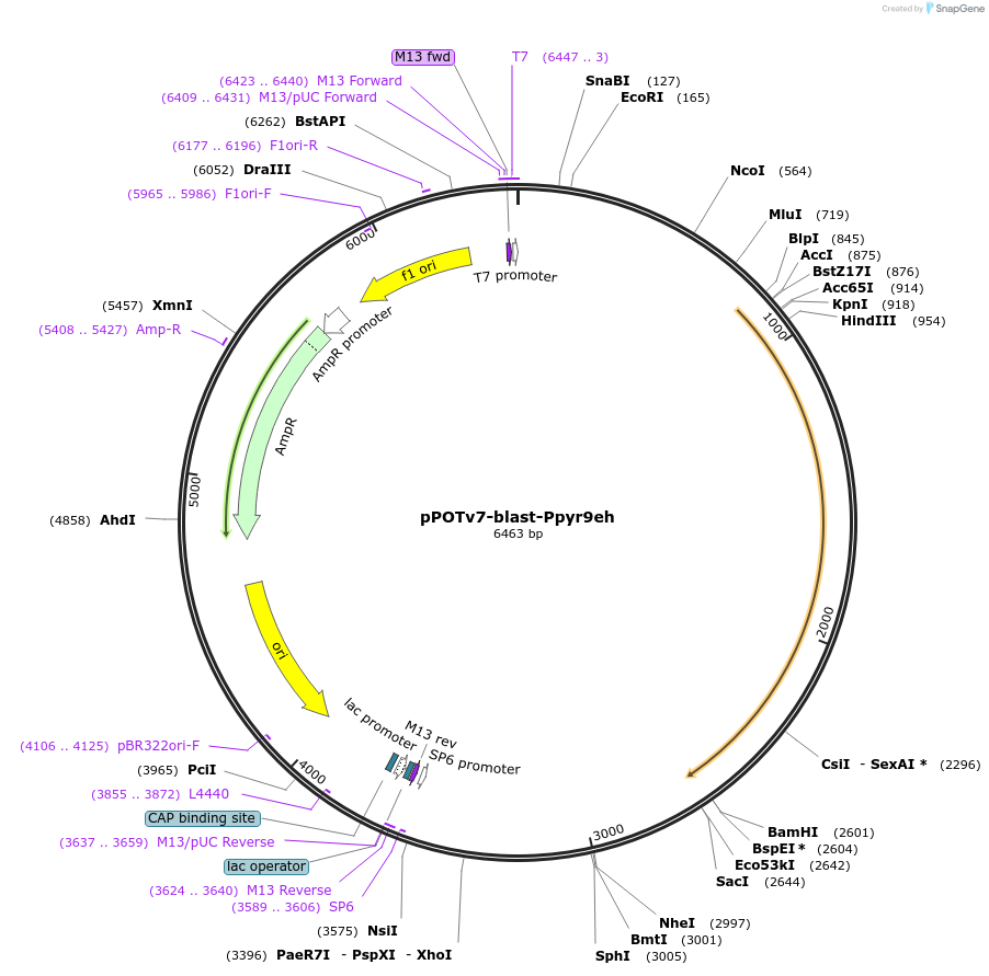 201443-plasmid-map-sequence-id-400980
