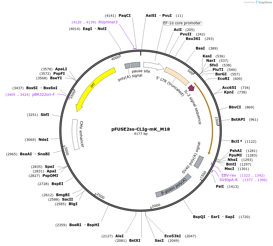 82358-plasmid-map-sequence-id-400982