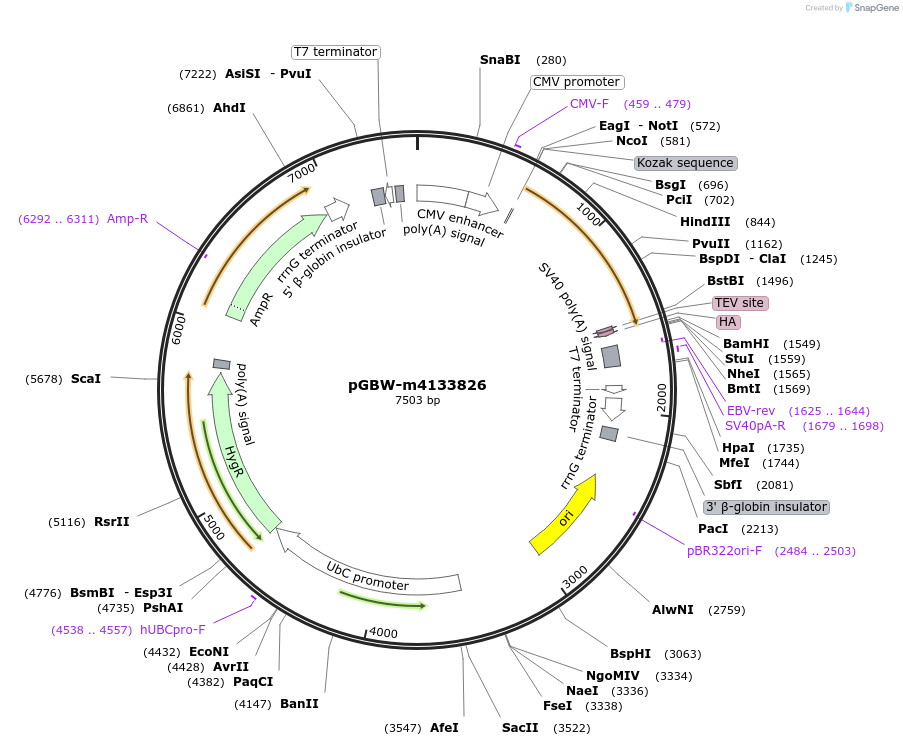 152570-plasmid-map-sequence-id-400984