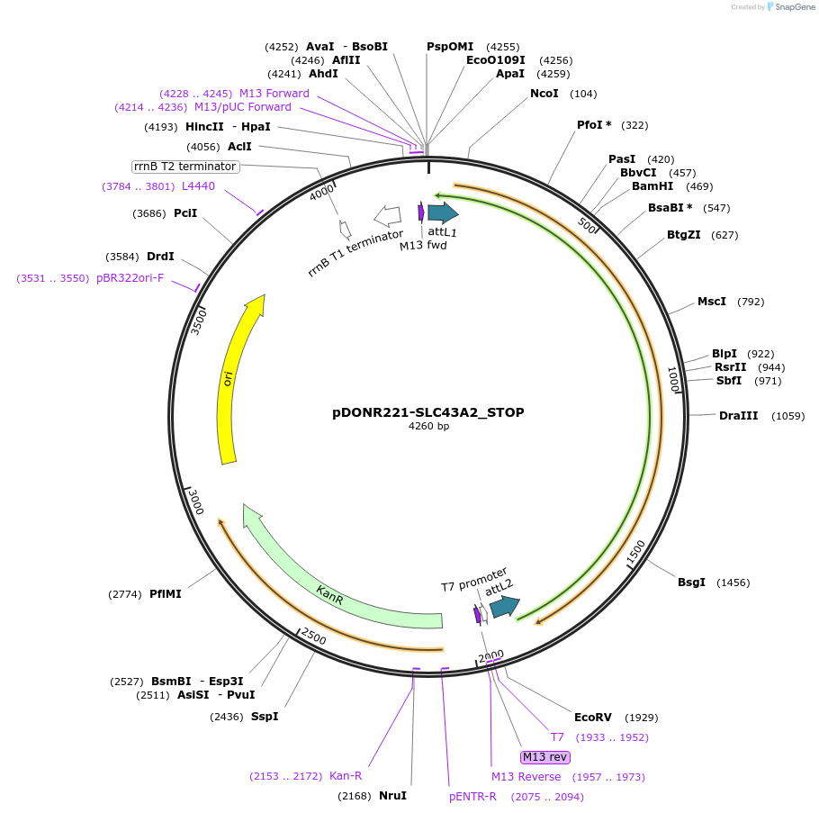 161356-plasmid-map-sequence-id-400986