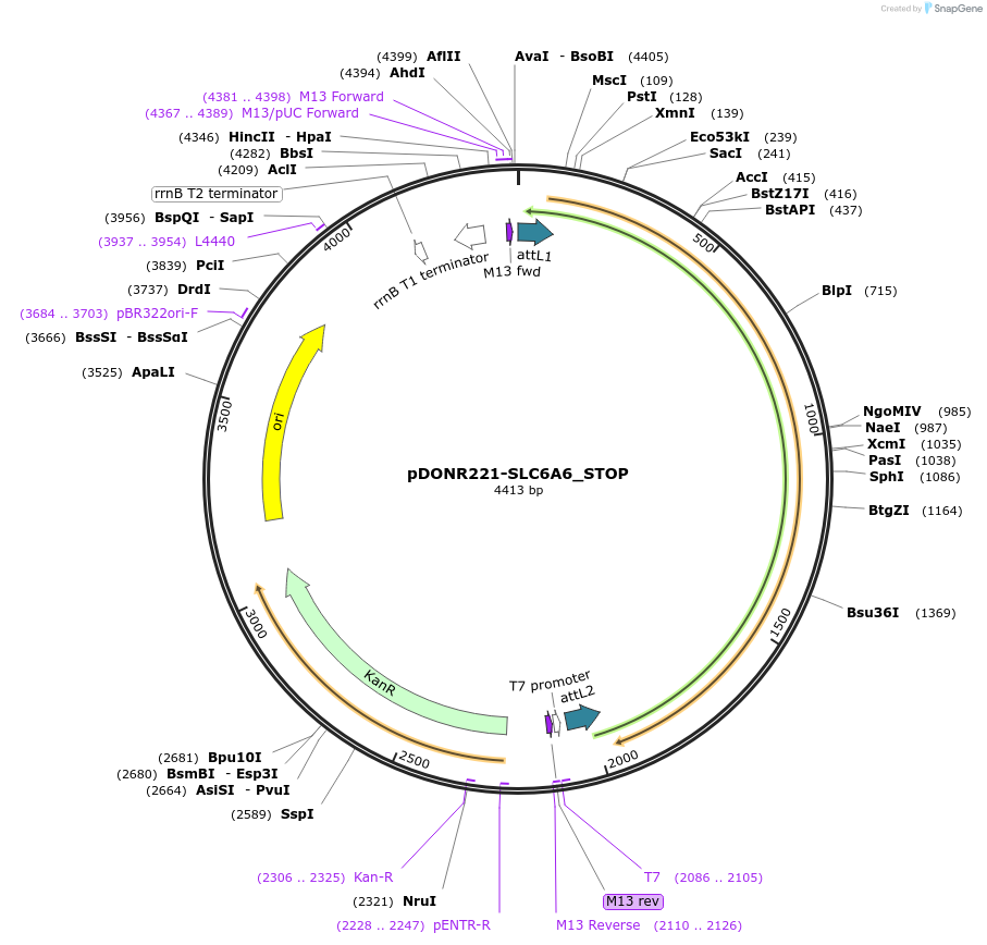 161362-plasmid-map-sequence-id-400988