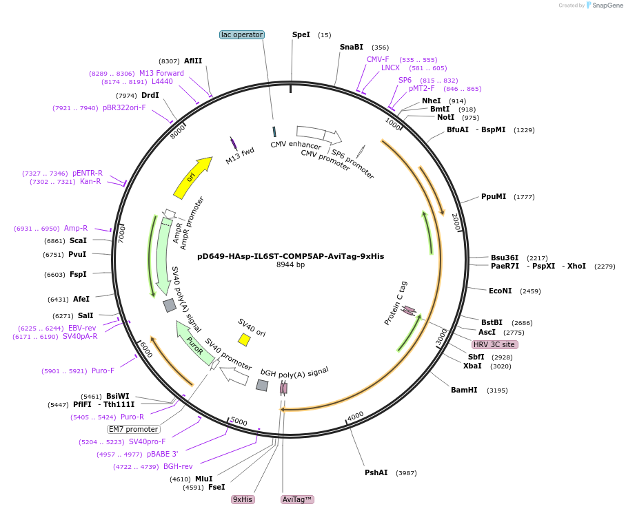 157485-plasmid-map-sequence-id-400989