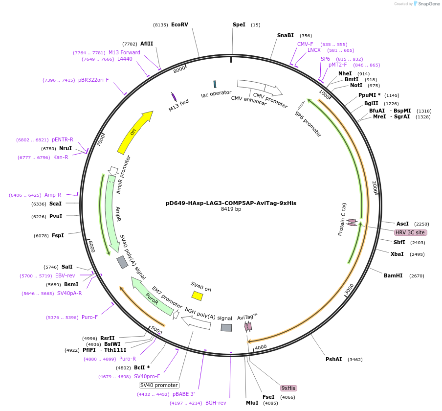 157414-plasmid-map-sequence-id-400992