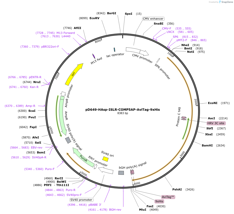 157408-plasmid-map-sequence-id-400993