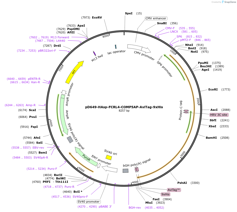 157370-plasmid-map-sequence-id-400994