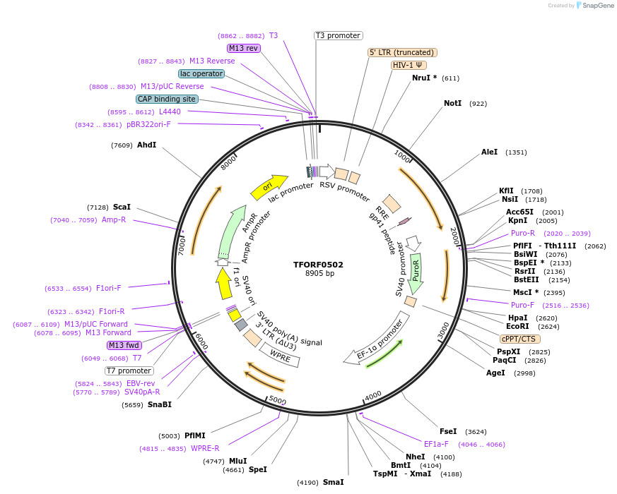 141624-plasmid-map-sequence-id-400995