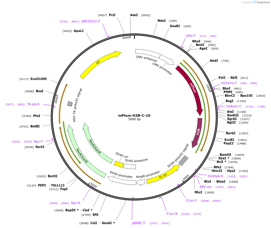 55977-plasmid-map-sequence-id-400998