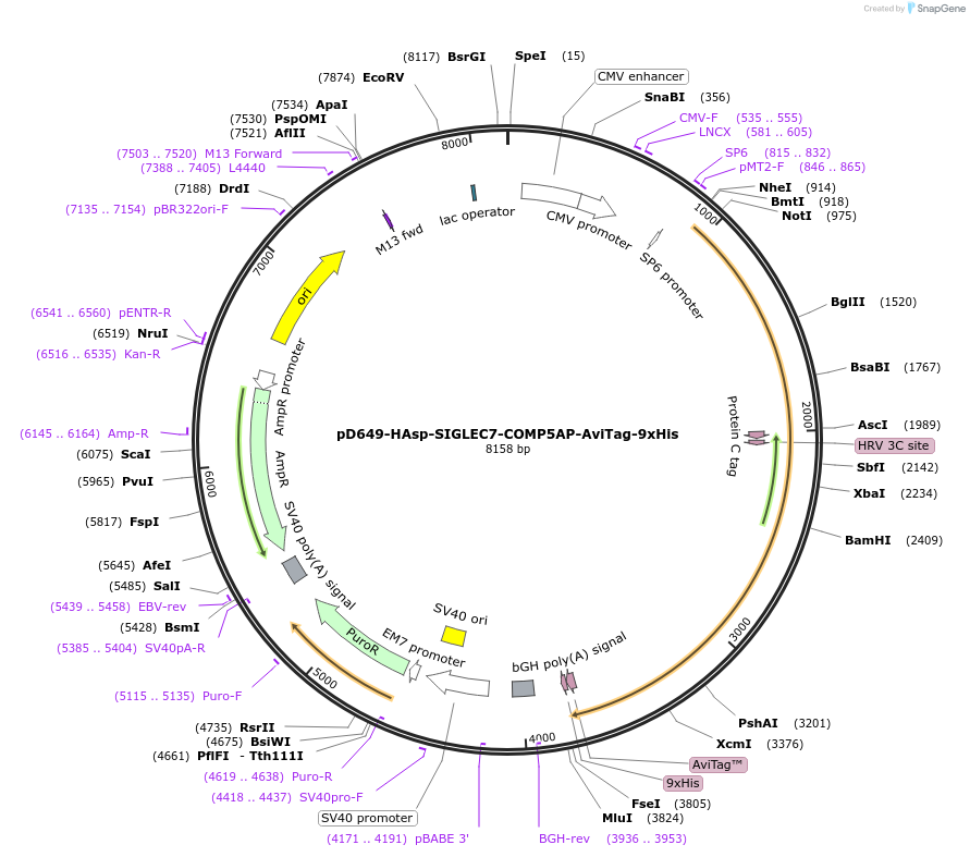 157337-plasmid-map-sequence-id-401001