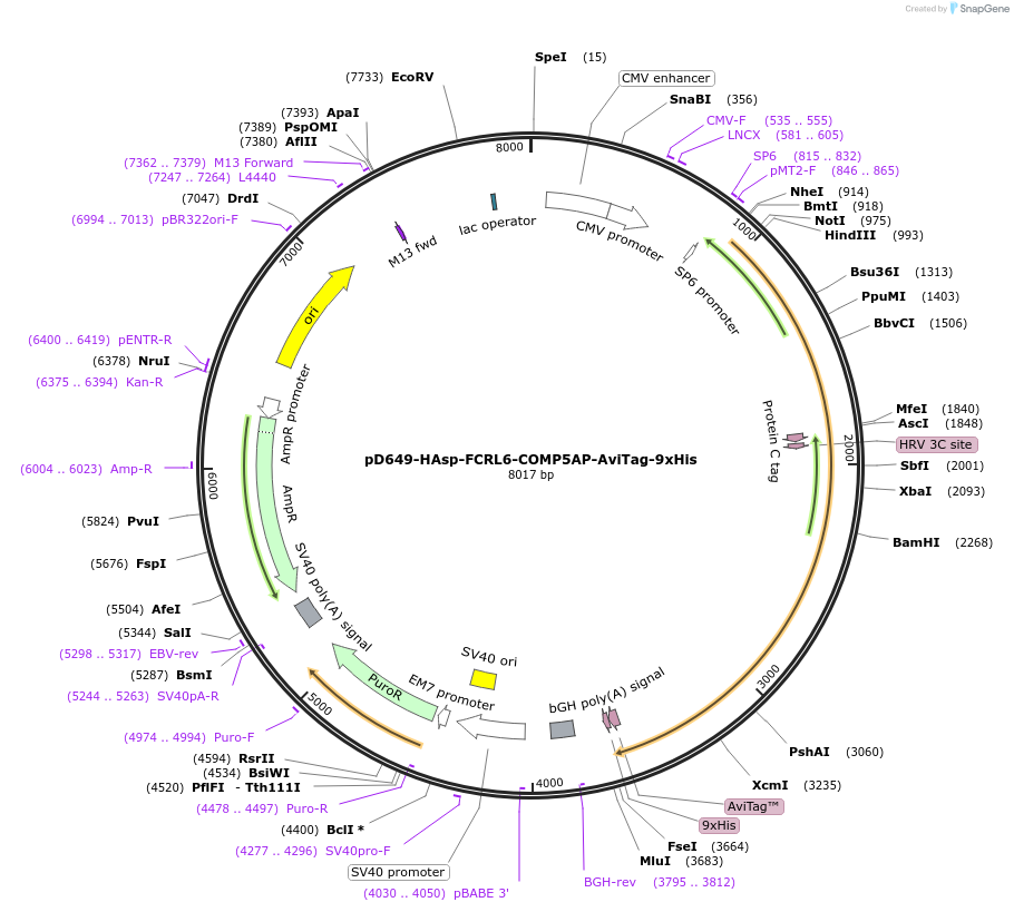 157293-plasmid-map-sequence-id-401005