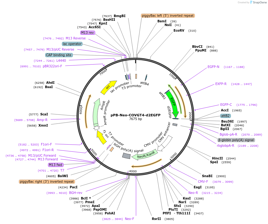 201449-plasmid-map-sequence-id-401006