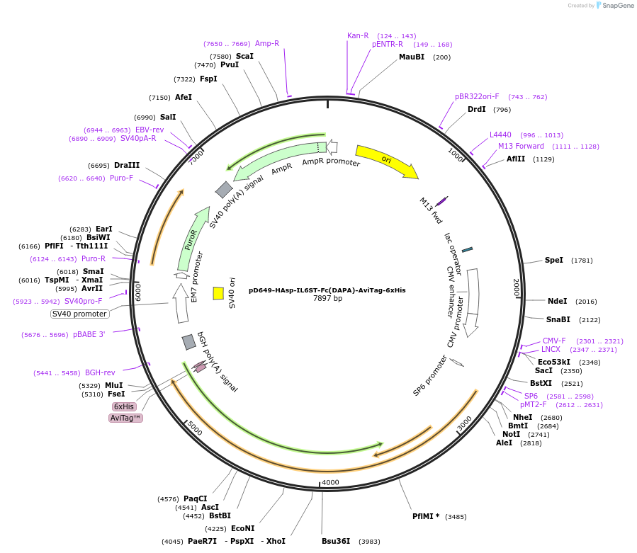 156921-plasmid-map-sequence-id-401015
