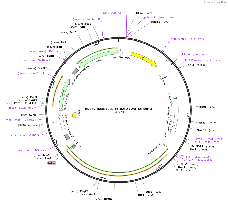 156844-plasmid-map-sequence-id-401017