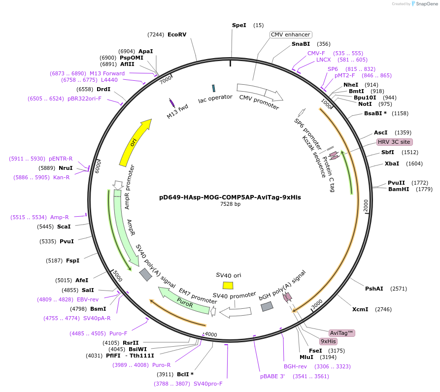 157071-plasmid-map-sequence-id-401019