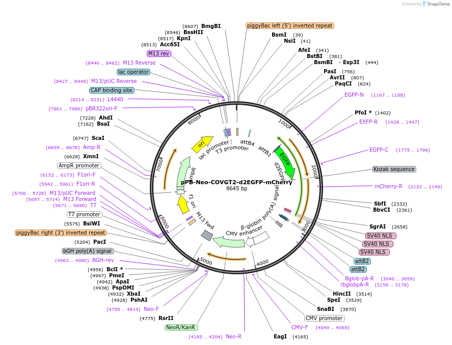 201452-plasmid-map-sequence-id-401021