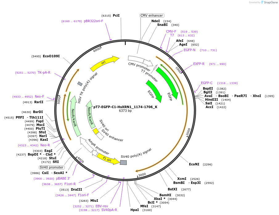 146788-plasmid-map-sequence-id-401023