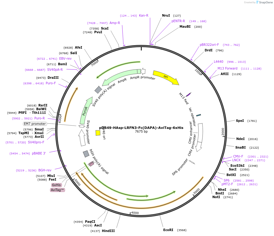 156903-plasmid-map-sequence-id-401024