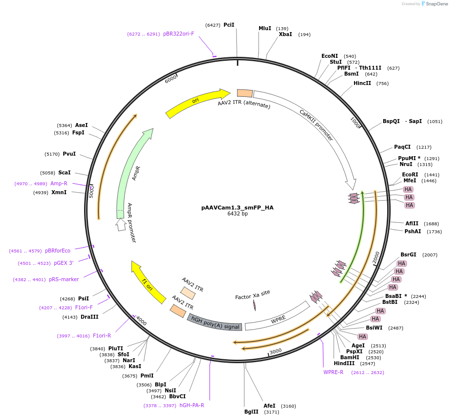 201206-plasmid-map-sequence-id-401027