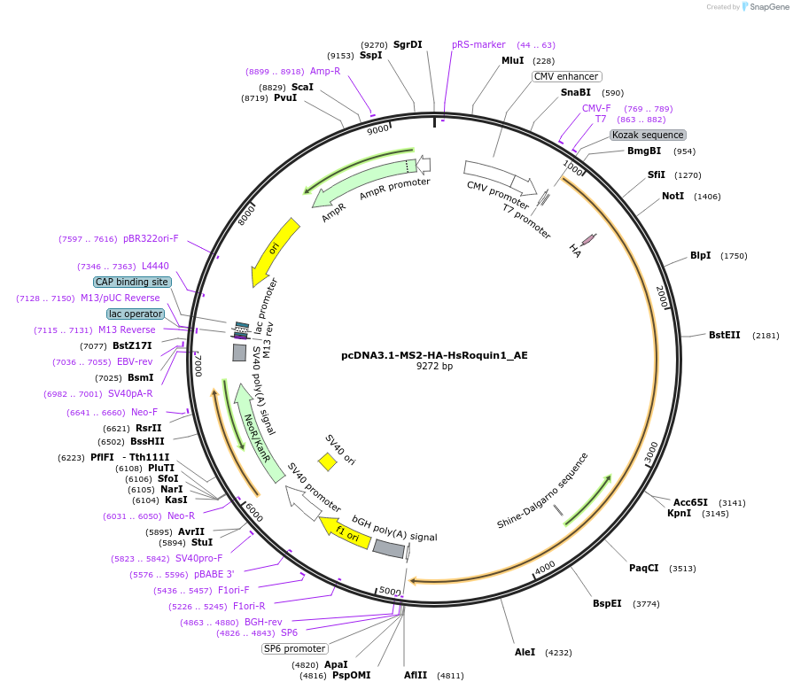 148611-plasmid-map-sequence-id-401028