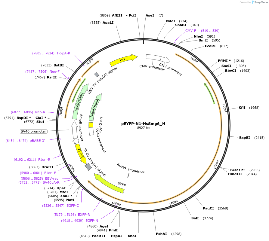 146475-plasmid-map-sequence-id-401032