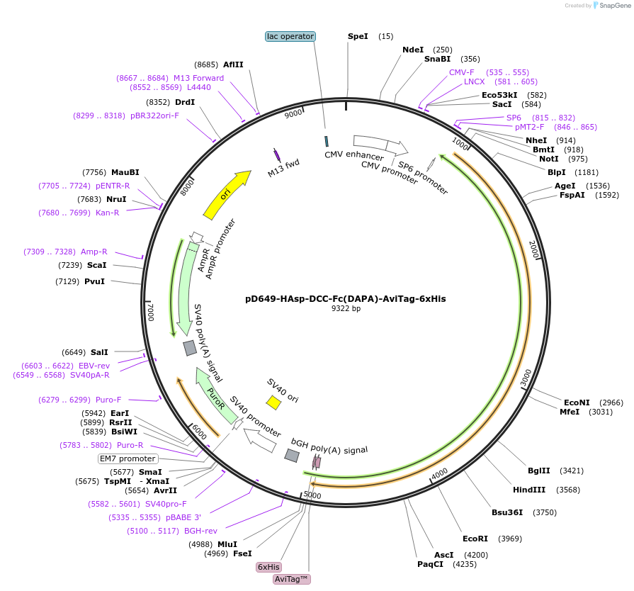 157029-plasmid-map-sequence-id-401034