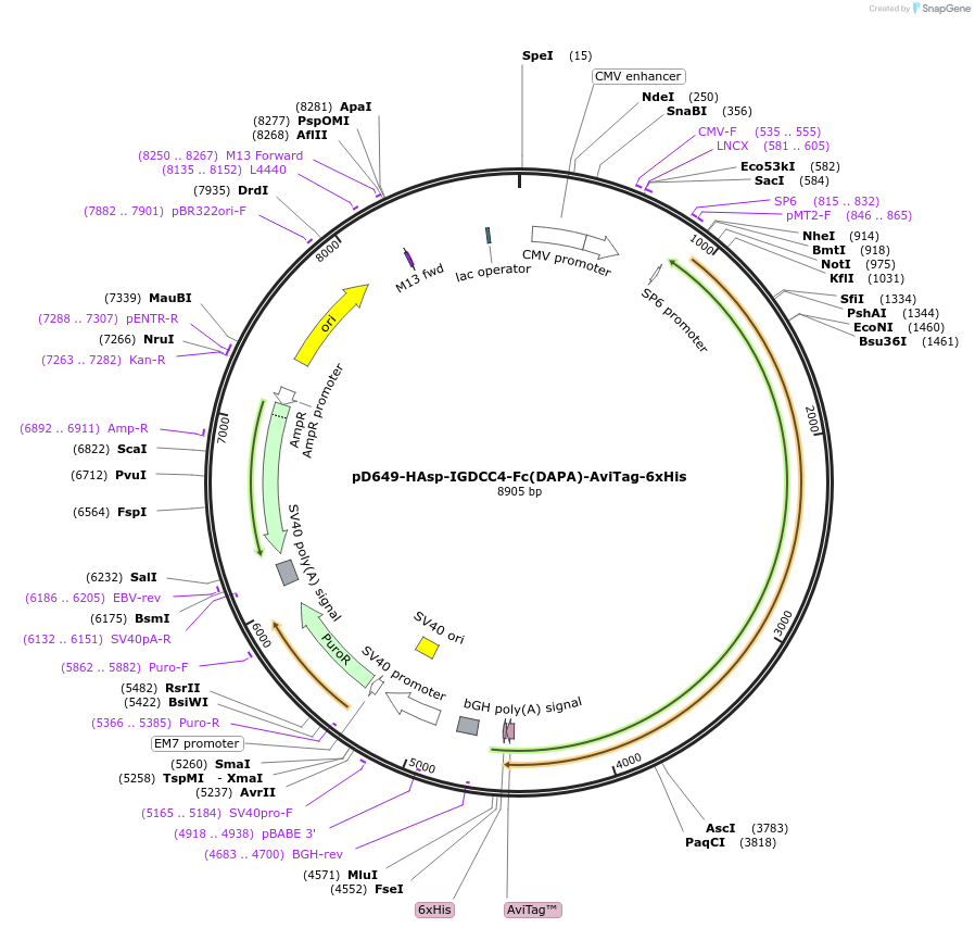 157005-plasmid-map-sequence-id-401035
