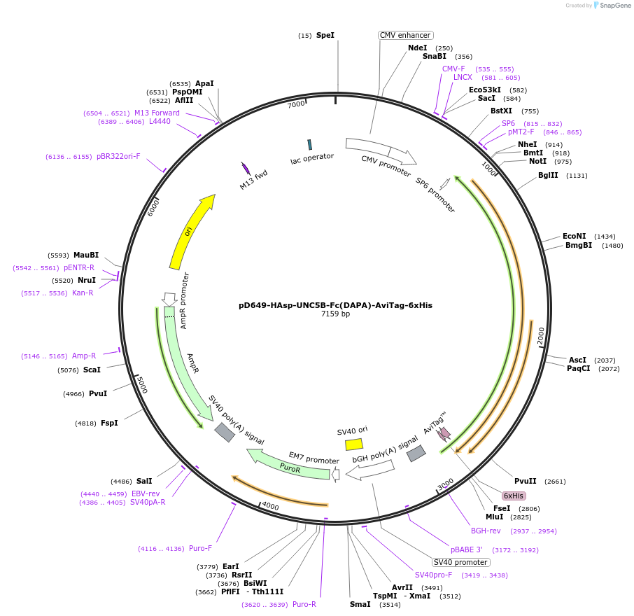 156795-plasmid-map-sequence-id-401040