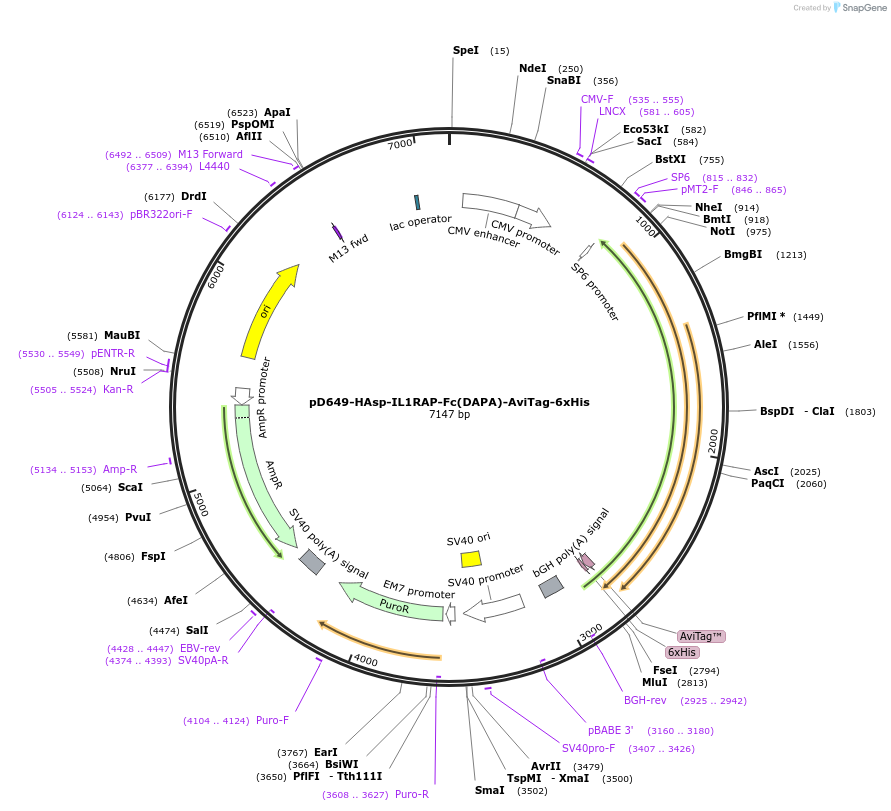 156790-plasmid-map-sequence-id-401044