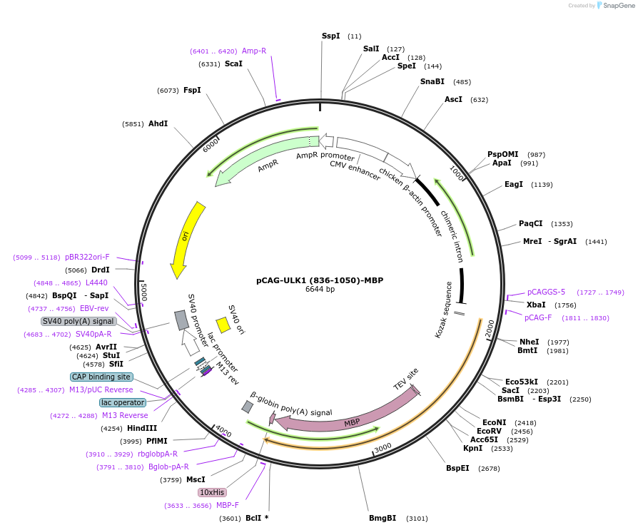 203562-plasmid-map-sequence-id-401046