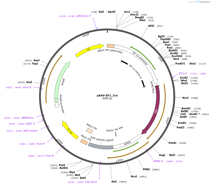 201198-plasmid-map-sequence-id-401047