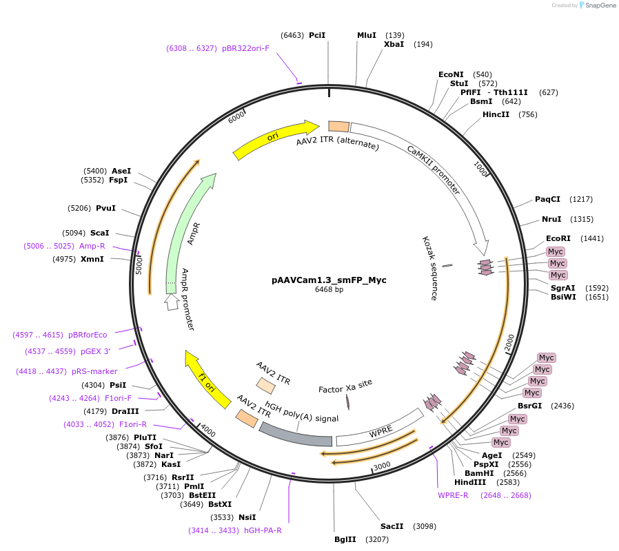 201205-plasmid-map-sequence-id-401049